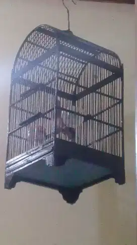 Perkutut krosing gacor dor suara merdu