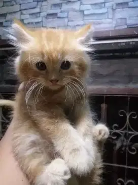Lepas adopt kitten persia Jantan, warna oren garfield