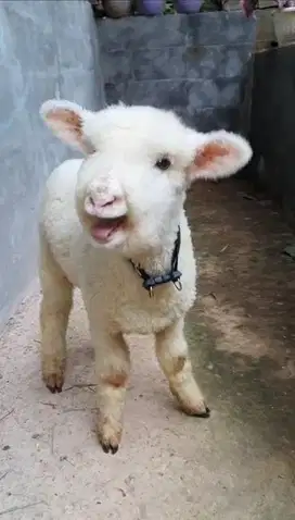 Domba Merino Batur Full Bulu Gemuk Sehat Umur 3 Bulan