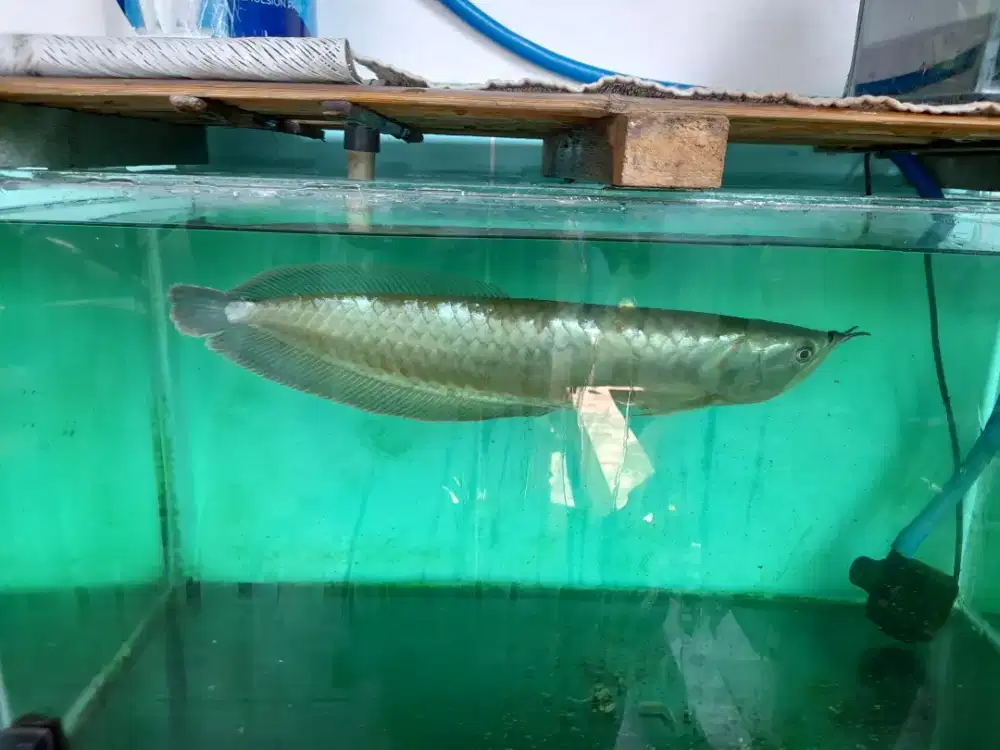Ikan hias arwana