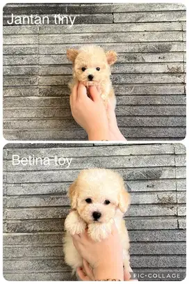 Poodle apricot jantan dan betina
