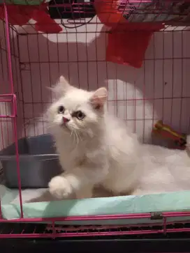 Kitten kucing persia himalaya jantan