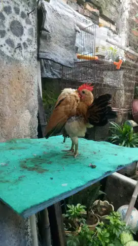 Ayam serama selam kebas lempar sayap