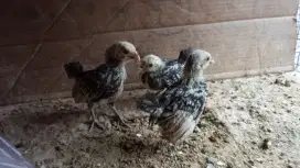 Anakan ayam batik Itali 3 ekr