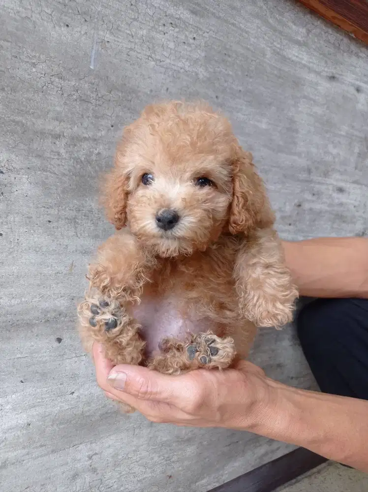 Toy poodle jantan & betina