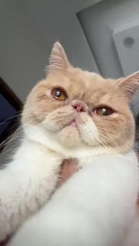 exotic peaknose