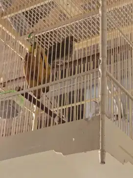 Di jual 2 ekor burung cucakrawa gacor