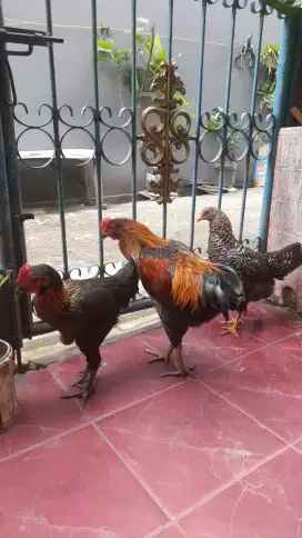 Ayam Kampung (jago dan betina)