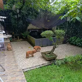 Dijual Rumah Sutera Renata Alam Sutera