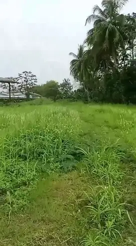 Jual tanah murah LT 1 ha, girik, nempel jln provinsi
