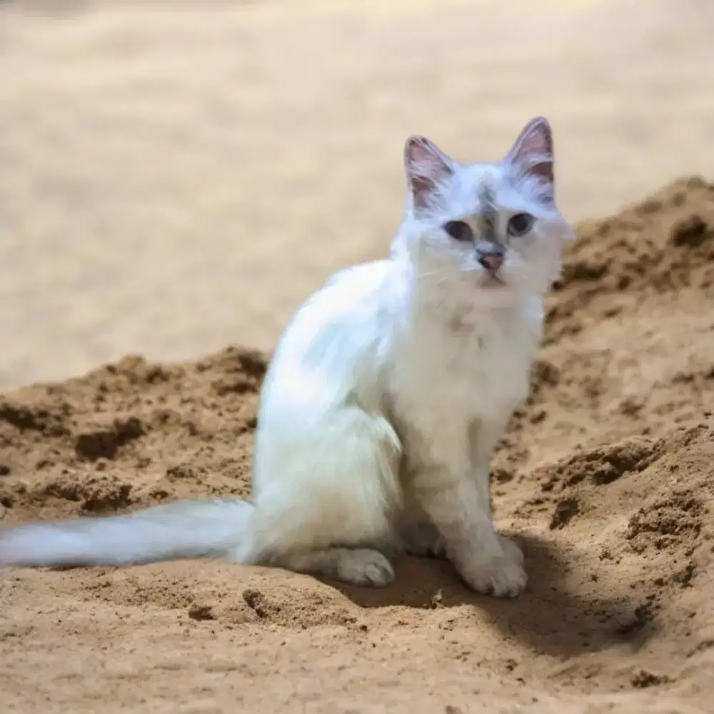 Kucing Mix himalaya dewasa