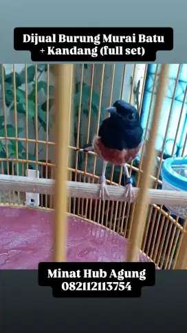 Burung Muray Baru karet dua