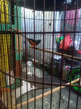 Dijual murai ekor 18 ngeriwik ngeplong jarang