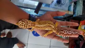 borong aja gecko nego