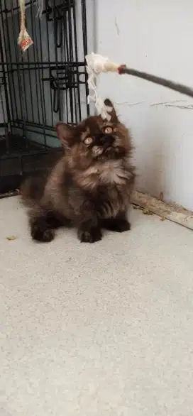 kitten munchkin minute betina , ( nego tipis)