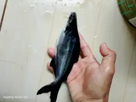 Bibit ikan patin