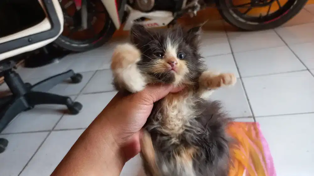 OPEN ADOPT KITTEN JANTAN PERSIA