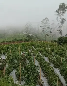 Tanah kebun PANGALENGAN 1,5 Ha, akses mobil