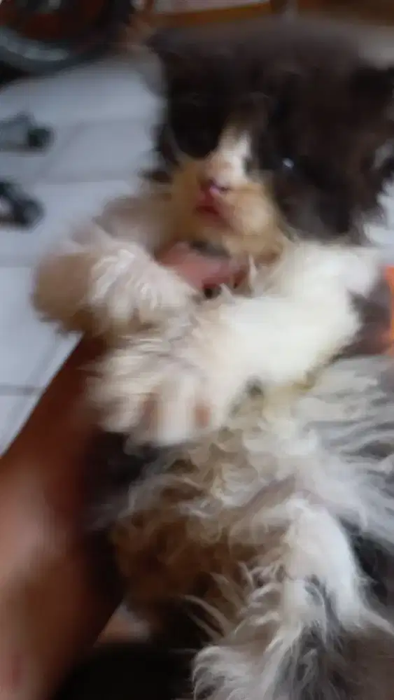 OPEN ADOPT KITTEN JANTAN PERSIA