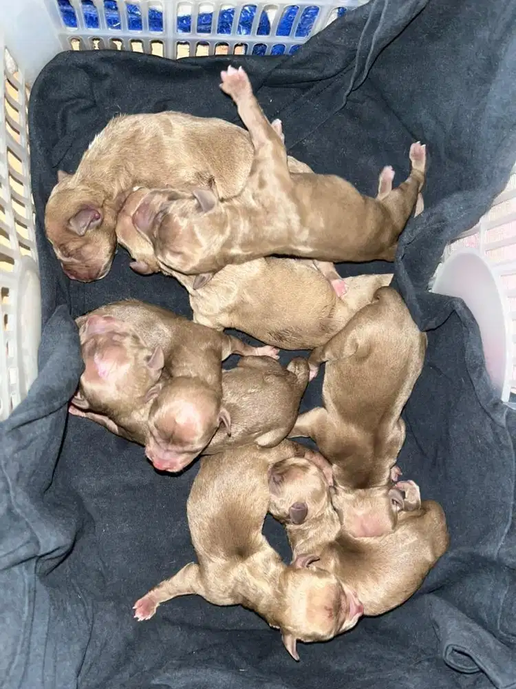 Pitbull Puppies XL