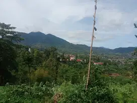 TANAH KEBUN KOPI BONUS POHON JABON SHM MASUK MOBIL