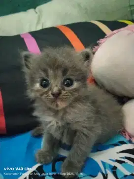 Siap booking kitten flatnose
