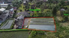 Tanah Perkebunan View Danau Pancasari Bedugul Buleleng Bali