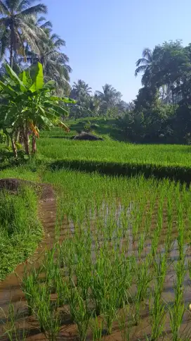 Sawah view pegunungan