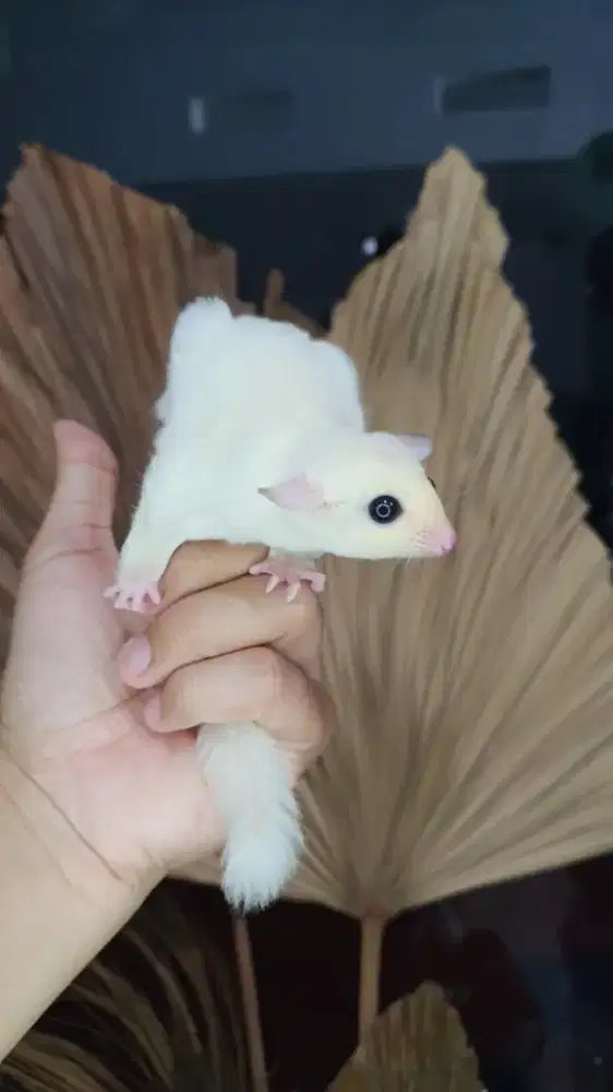 Sugarglider mocistik betina 2 bulan