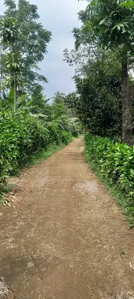 Dijual lahan 2000 meter udara dingin cocok untuk villa