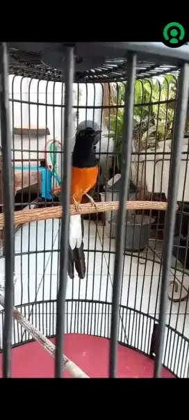 Burung murai batu fullset