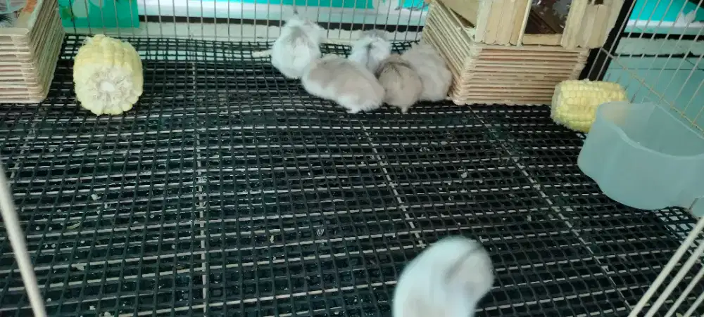 Hamster + kandang