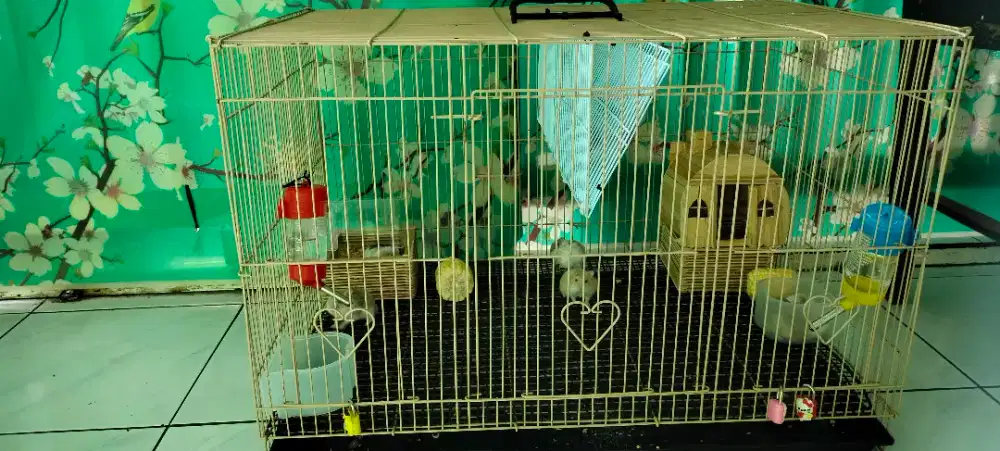 Hamster hamster gemoy