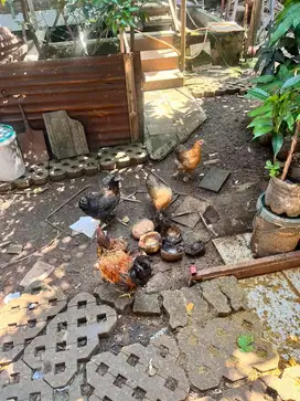 AYAM BRAHMA MANTAP