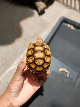 sulcata 7 makan rakus sehat walafiat