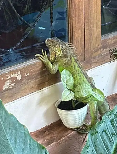 Iguana Hijau Dewasa