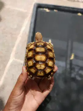 sulcata 8cm BUKAN pardalis, kuku lengkap hidung plong
