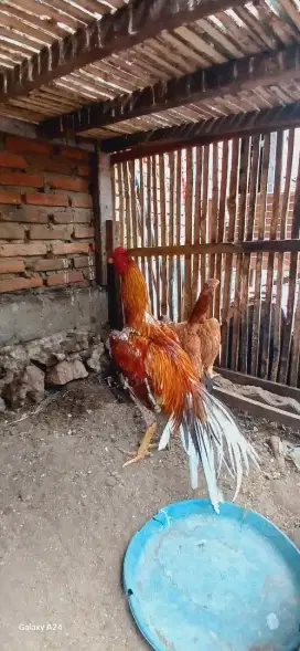 Ayam ekor lidi, warna bgus