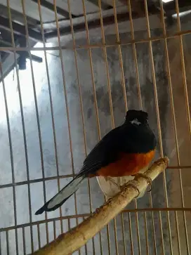Murai gacor minus ekor jago copot bulu baru