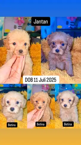 Poodle Lucu Jantan & Betina