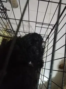 Poodlee hitam black