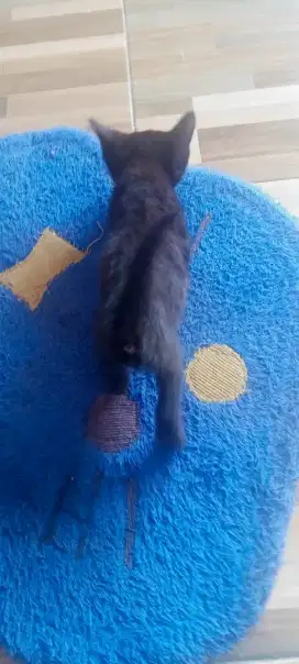 Kitten black solid anakana British long hair