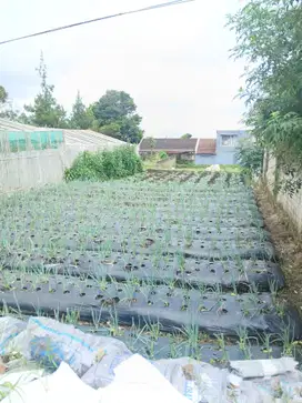 Di jual tanah kavling siap bangun di Lembang