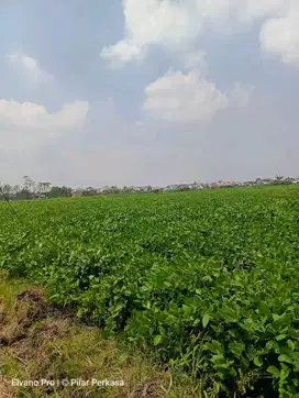 SAWAH PRODUKTIF BUMI TAMBAKBAYAN PONOROGO KOTA