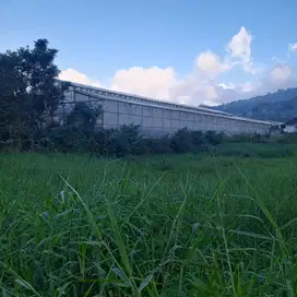 Tanah Los Danau Buyan 1400m² Cocok Villa & Investasi