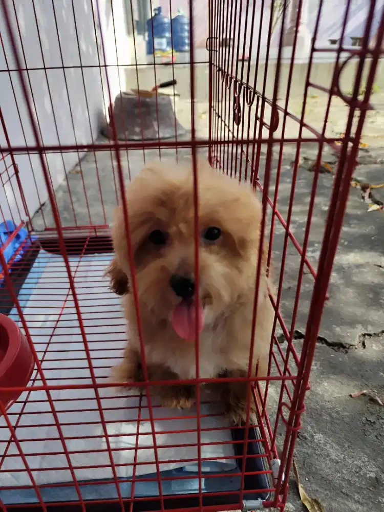 Toy Poodle Jantan