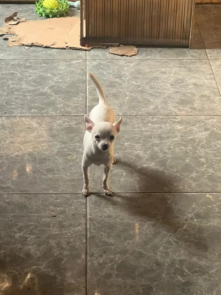 Jual anak Anjing cihuahua