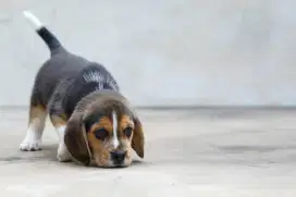 Anak Anjing Beagle Jantan