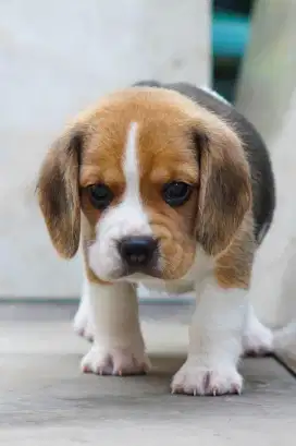 Anak Anjing Beagle Betina Stambum
