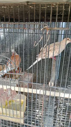 Indukan tekukur warna antik